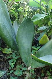 Image result for Sansevieria hyacinthoides
