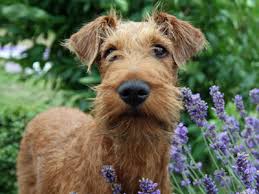 Image result for dogs brown 