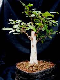 Image result for Ficus sur