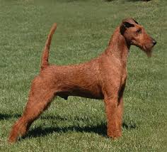 Image result for irský teriér