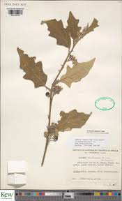 Image result for Tinnea eriocalyx