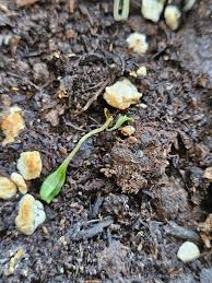 Image result for tomato seedling damping off