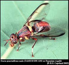 Image result for Peponium sp. A