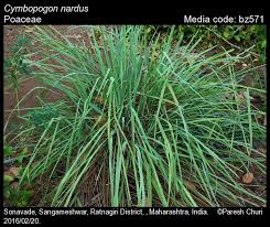 Image result for Cymbopogon nardus