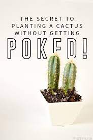 Cactus Die Planting Pokeless Trick Youll 100 Poke Less Cactus Planting You Ll Die When You See What The Trick Is In 2020 Cactus Plants Cactus Plants