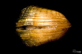 Photo Ark Home Snuffbox Mussel National Geographic Society Epioblasma triquetra, common name the snuffbox mussel, is a species of freshwater mussel, a mollusk in the family unionidae. national geographic society