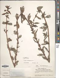 Image result for Hexasepalum sarmentosum