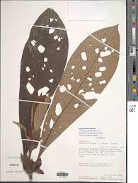 Image result for Sabicea