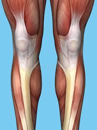 They pull the heel up when a person is walking, running, or standing. Calf Muscle Anatomy Stock Illustrations 185 Calf Muscle Anatomy Stock Illustrations Vectors Clipart Dreamstime