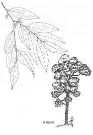 Image result for Diospyros abyssinica