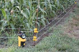 Vertical struts every 12 in. Category Raccoons K State Horticulture Newsletter