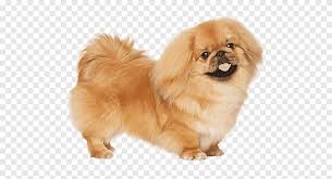 Pugs do have more fur per square inch than any other dog breed on this list. Pekingese Puppy Russkiy Toy Little Lion Dog Dog Breed Long Hair Dog Breeds Mammal Carnivoran Png Pngegg