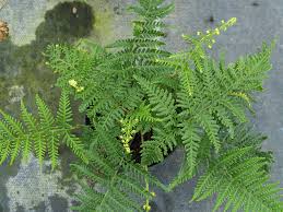 Image result for Pityrogramma