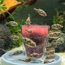 Spotted congo puffer tank size. Oliver Knott Fine Fresh Tubifex For The Puffer Fish Gang Facebook