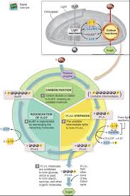 What is a pgal file? Solved Compare The Number Of Atp Molecules Required To Produce On Chegg Com