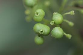 Image result for Psydrax livida