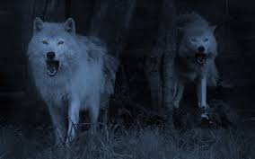 Attack Of A Wolf Pack Runnn Wolf Pictures Wolf Wallpaper Animals