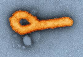 All rings comprised of contacts and liberia was declared free of ebola virus transmission in the human population on 3 september 2015. Rki Ebola Virus Disease The Ebola Virus Disease Outbreak In West Africa 2014 2015