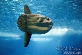 De eilandjes zijn niet bewoond, maar op een van de rotsen is wel een vuurtoren gebouwd. Tauchen Azoren Wale Haie Delfine Scuba Native Tauchreisen