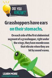 Learn how to take care of p. 72 Fun Animal Facts Ideas Animal Facts Fun Facts About Animals Fun Facts For Kids