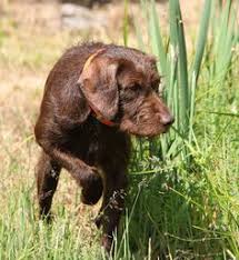 We ship our pudelpointer puppies to your location at minnesota. Pudelpointers