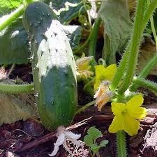 Image result for Cucumis sativus