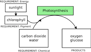 Photosynthesis Photosynthesis And Respiration Siyavula