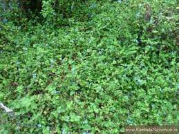 Image result for Commelina zambesica