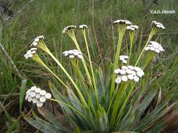 Image result for Eriocaulaceae