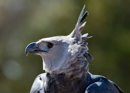 Buff is a mixture of yellow ocher and white: Harpy Eagle The Peregrine Fund