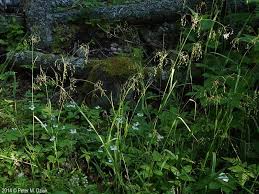 Image result for Paraknoxia parviflora