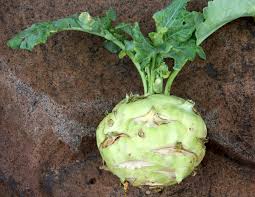 The smallest leaves are tender enough to put in salads or on sandwiches, but the majority of the leaves will be thick and tough without cooking. Kohlrabi Wikipedia