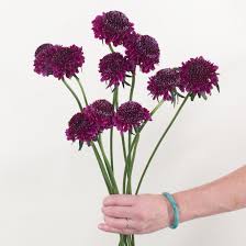 Image result for Scabiosa