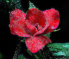 Find photos of red rose rain. Rose Rain Drops Photograph By Frank Selvage