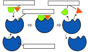 An isotopic tracer, (also isotopic marker or isotopic label), is used in chemistry and biochemistry to help understand chemical reactions and interactions. Analyzing Graphics Enzymes