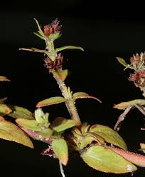 Image result for Bergia pentheriana