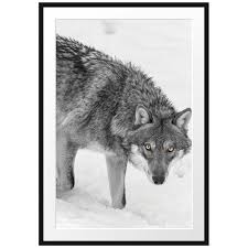 Wenn der schnee fällt und die weißen winde wehen, stirbt der einsame wolf, doch das rudel überlebt. East Urban Home Gerahmtes Poster Einsamer Wolf Im Schnee Wayfair De