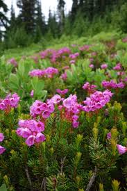 Gallery Item Display