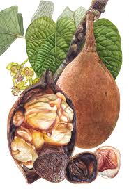 Image result for Achariaceae