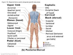The back considered as an area of vulnerability the police officer's partner always watches his back. Do Now Work Explain In Terms Of Homeostasis Why Exercise Results In Increased Respiration And Heart Rates Are These Examples Of Positive And Negative Ppt Video Online Download