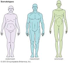 It's meaning is known to most children of preschool age. Mesomorph Definition Body Type Facts Britannica