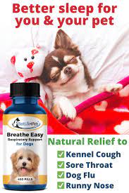 pin on dog health