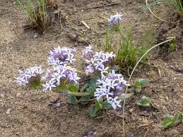 Image result for Pentanisia prunelloides