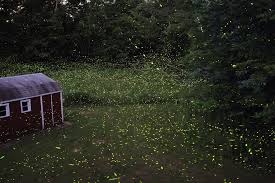 Add this video to your web page. Earth And Space News Firefly Watch Backyard Fun And Citizen Science With Lightning Bugs