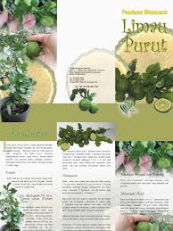 Cara mudah tanam kunyit dalam pasu yang semua orang boleh buat. Info Tani Limau Purut