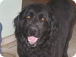It depends on the location, age. Evergreen Co Labrador Retriever Meet Marni A Pet For Adoption