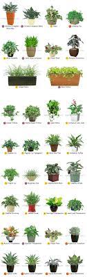 Desktop Office Plants By Plantscape Inc Plants Indoor Plants Office Plants