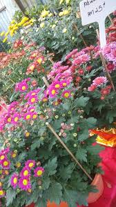 Deaf#mingin kutunjukkan pada siapa saja. Bunga Kekwa Blurpees S Blog