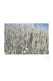 Image result for Arthraerua leubnitziae