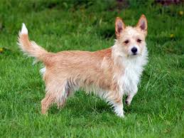 Maybe you would like to learn more about one of these? Portuguese Podengo Pequeno